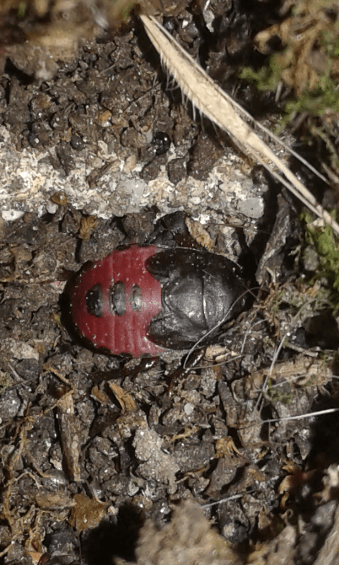 Ninfa di Cydnus aterrimus (Cydnidae)?